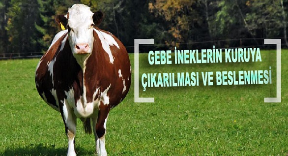 gebe, inek