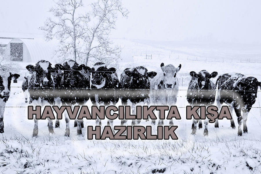 hayvancılık, kış